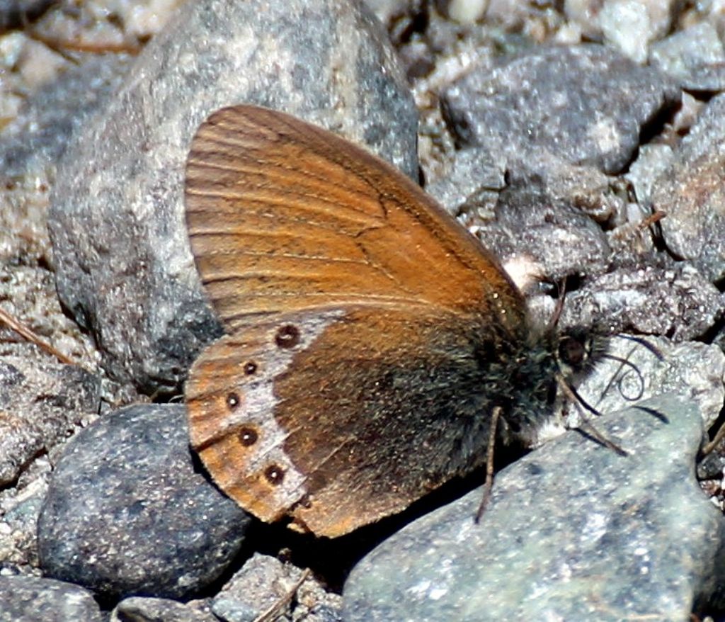 Mi sembra Coenonympha darwiniana - No, gardetta